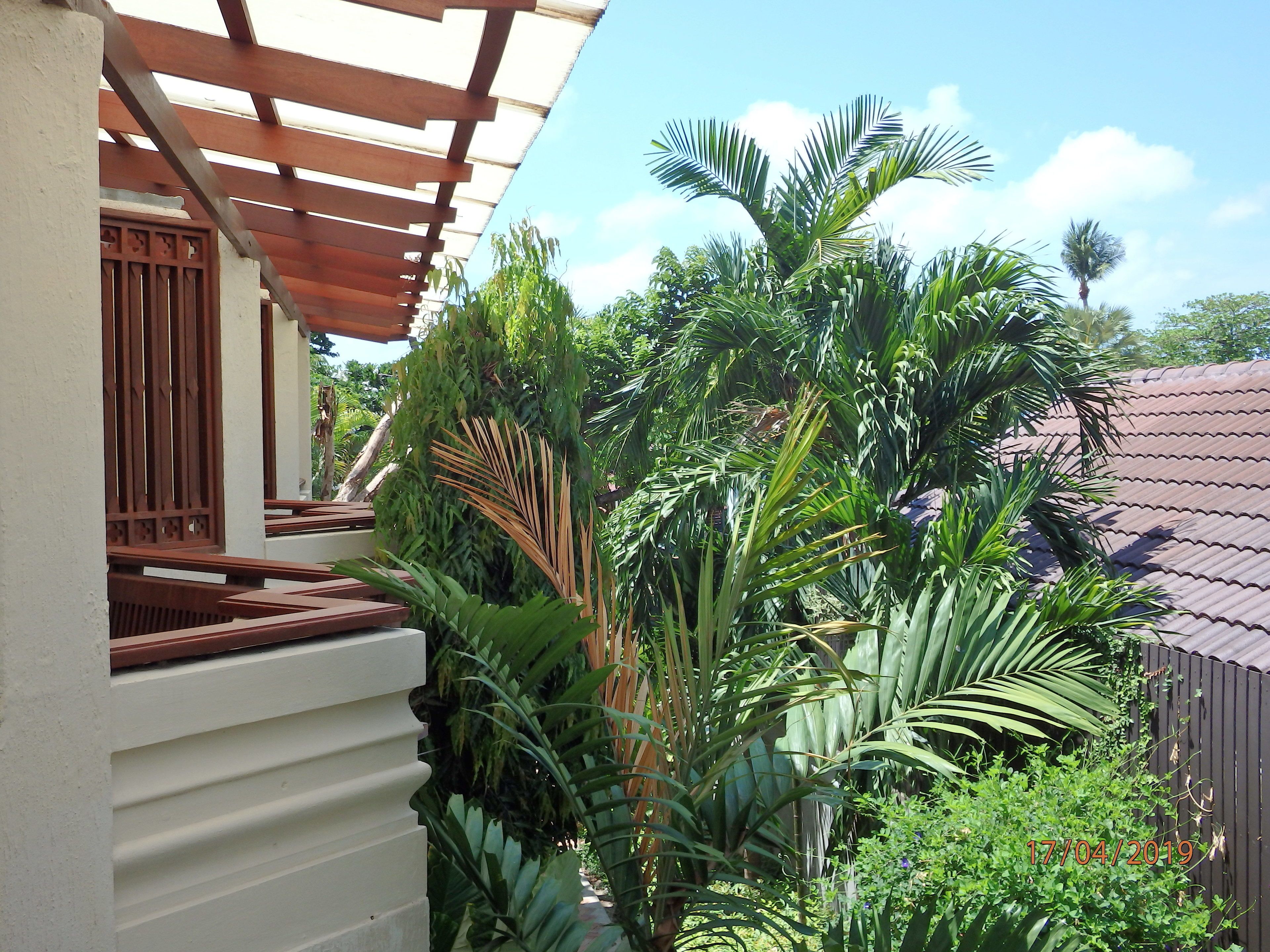 Un espace extérieur abrité, doté d’une pergola en bois, d’une végétation tropicale luxuriante et, au fond, d’un toit en métal ondulé.