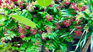 A garden with a variety of plants and flowers, including a large potted plant with a patterned pot. - Bhumlapa Garden Resort (Koh Samui)