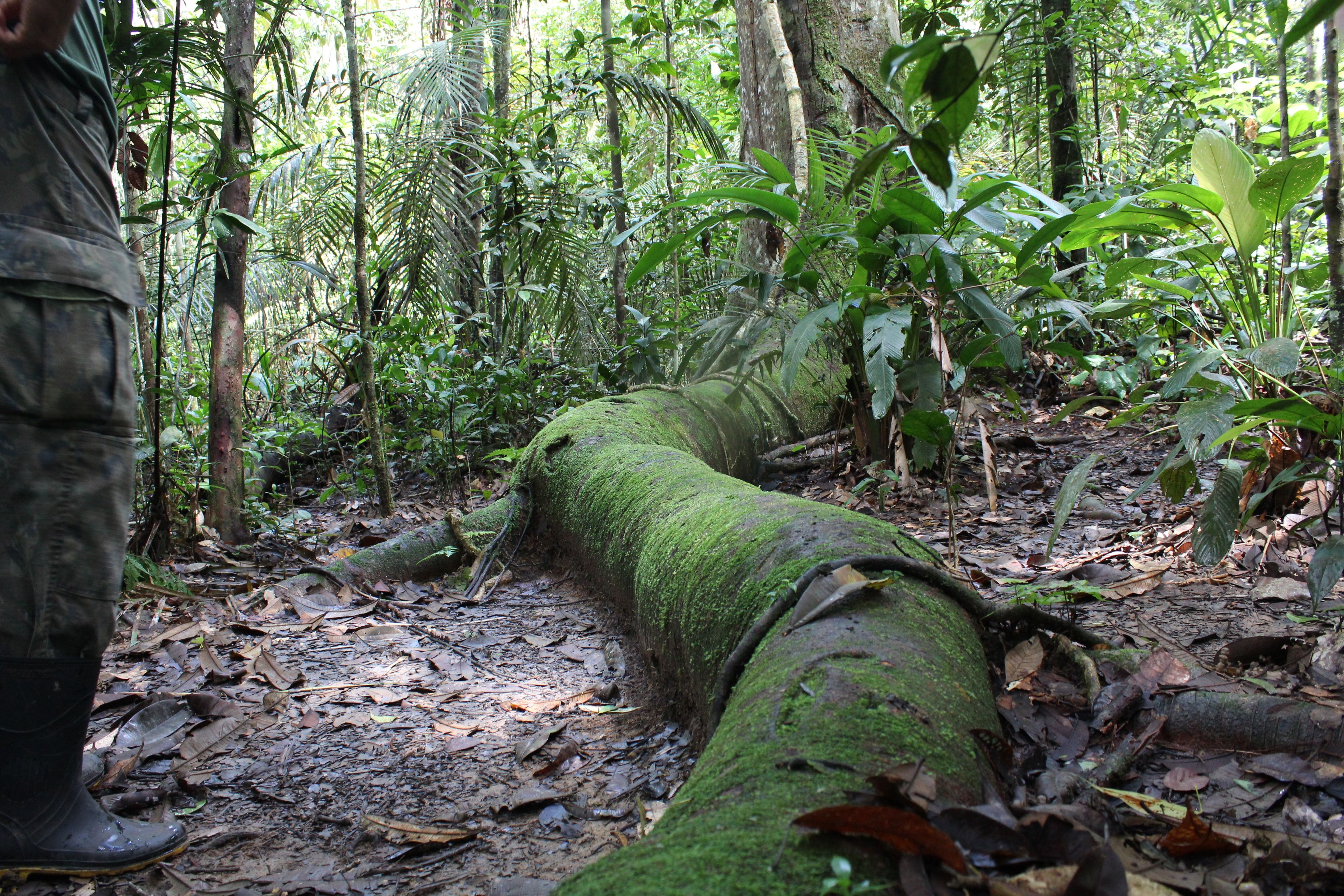 Foto - Amazon Ecopark Jungle Lodge