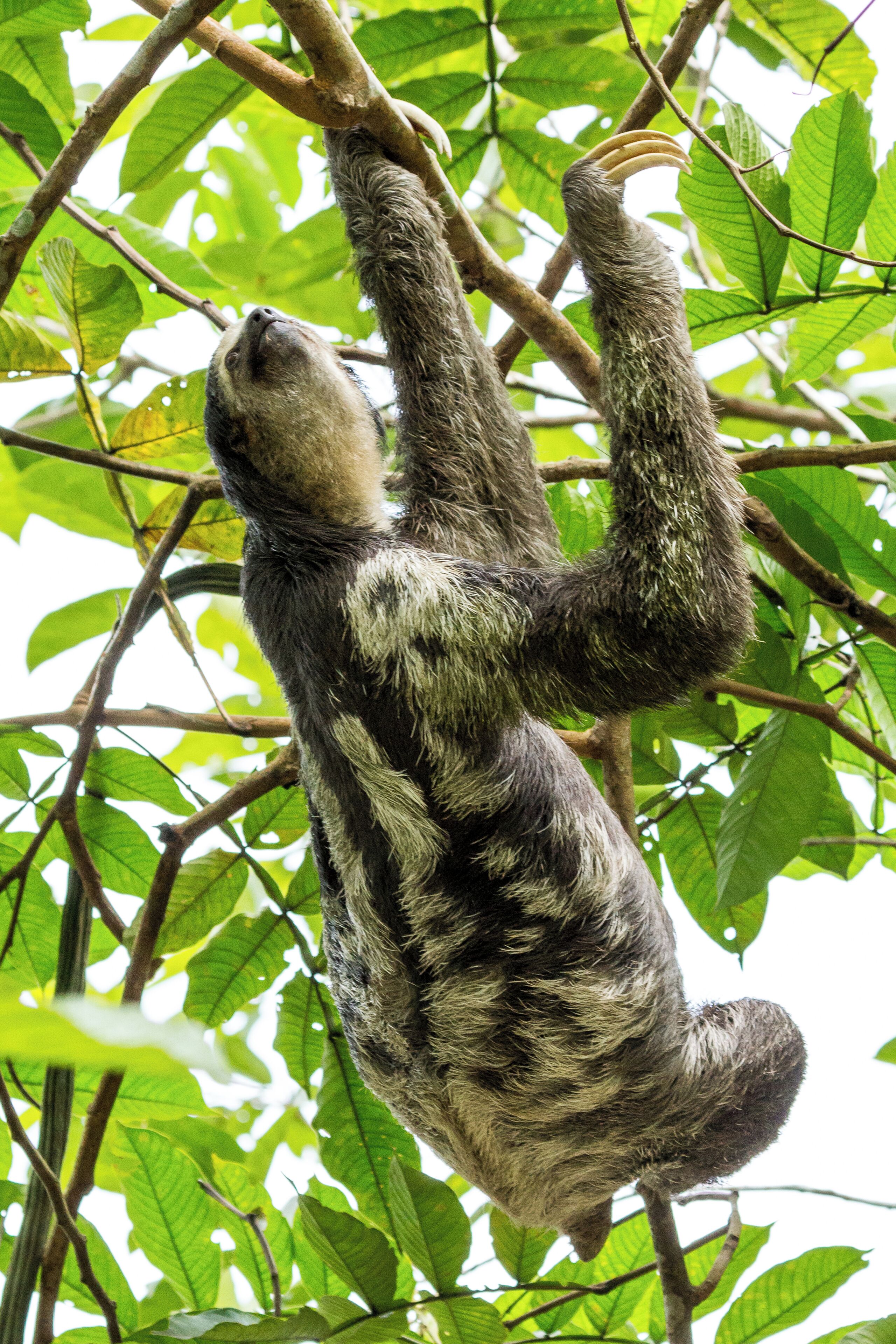 Foto - Amazon Ecopark Jungle Lodge