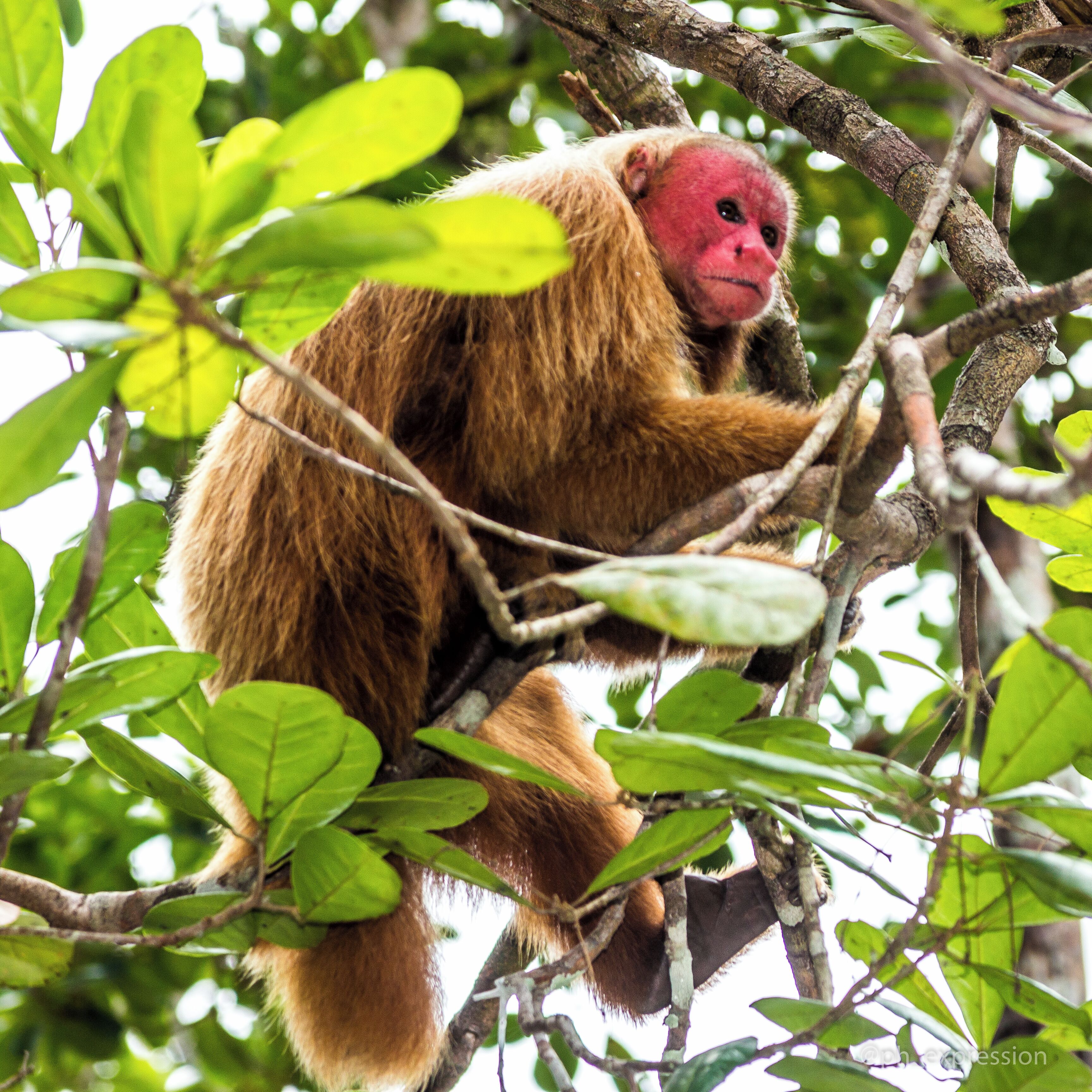 Foto - Amazon Ecopark Jungle Lodge
