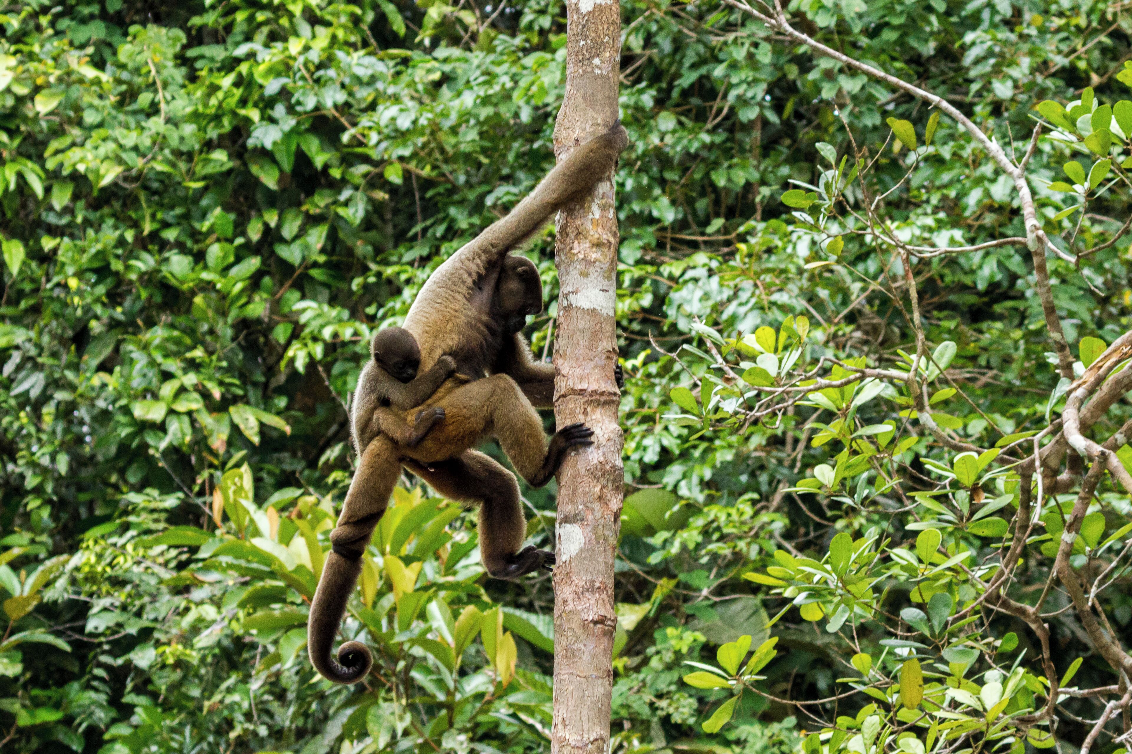 Foto - Amazon Ecopark Jungle Lodge