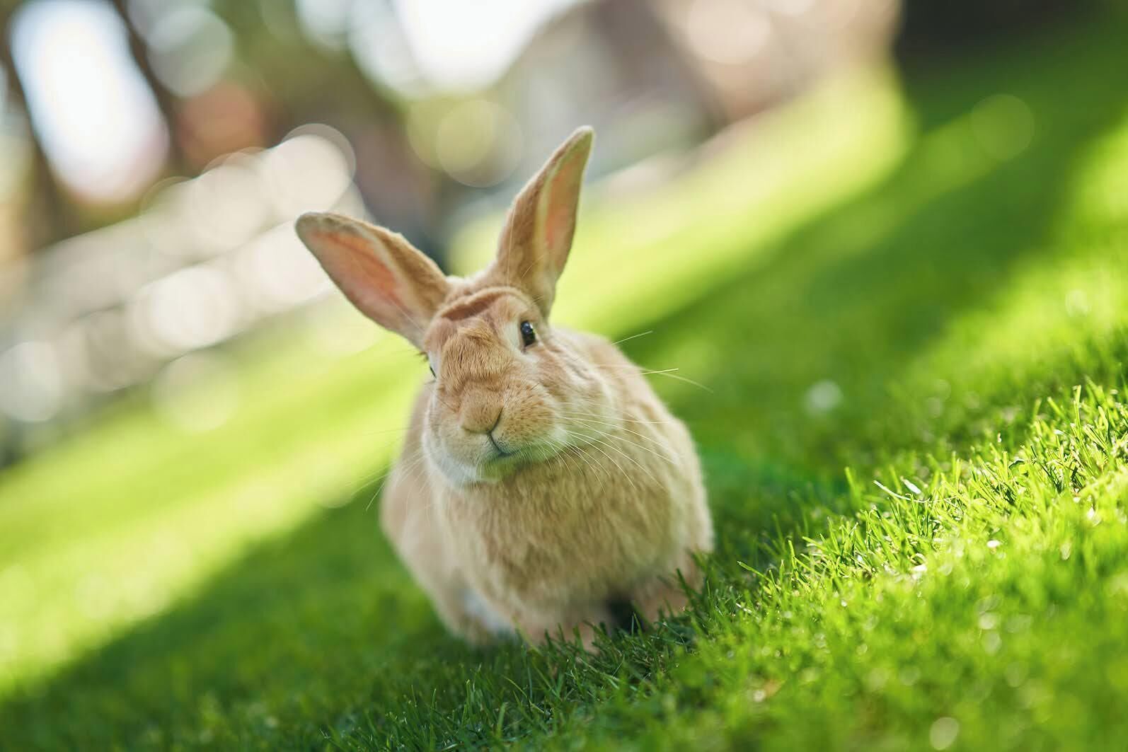 Photo - El Oasis Villa Resort