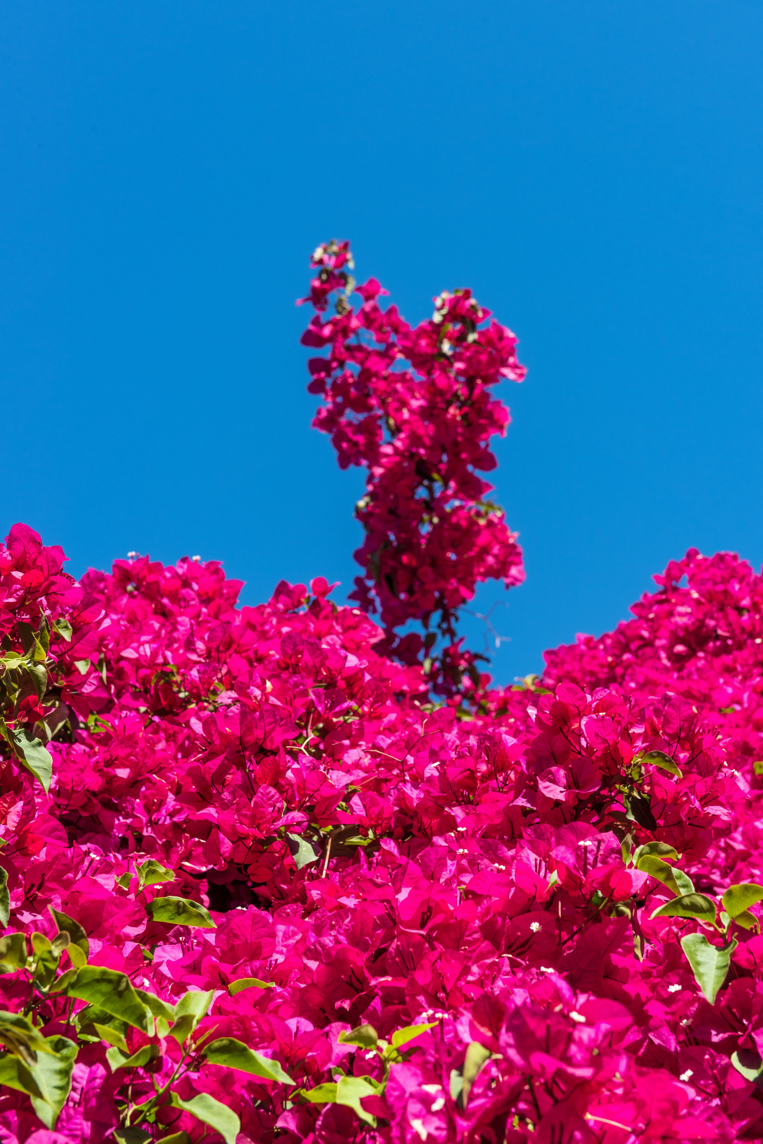 Foto - El Oasis Villa Resort