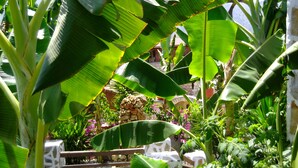 A wooden staircase leading to a pool surrounded by lush banana plants and other greenery. - Stone Village (Mylopotamos)