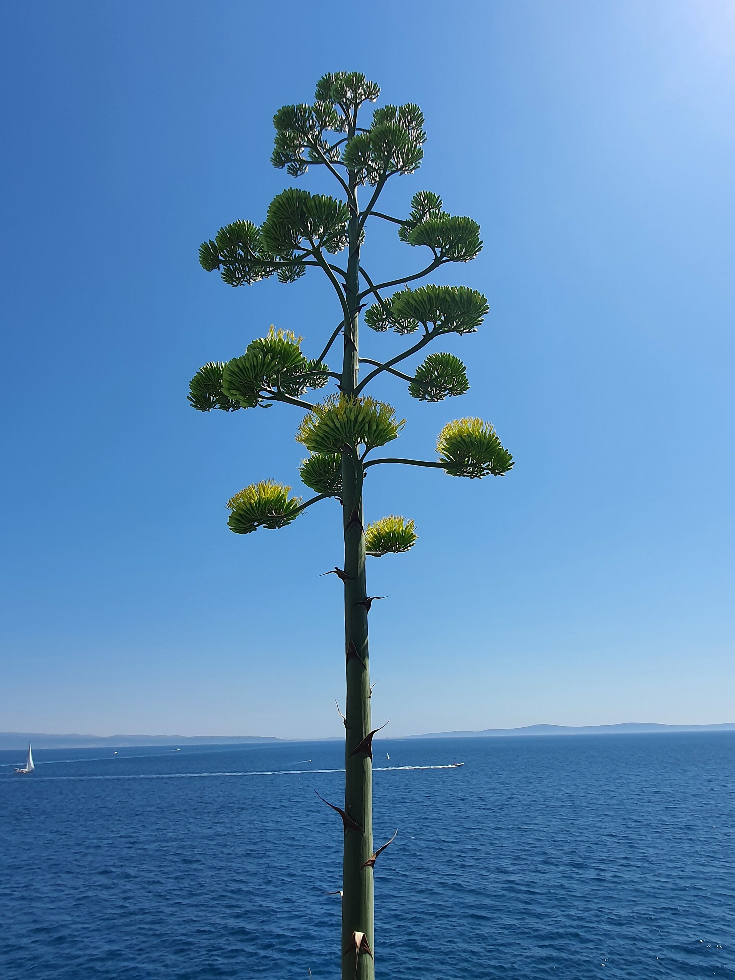 A tall, singular tree with a clear sky and a calm sea in the background.