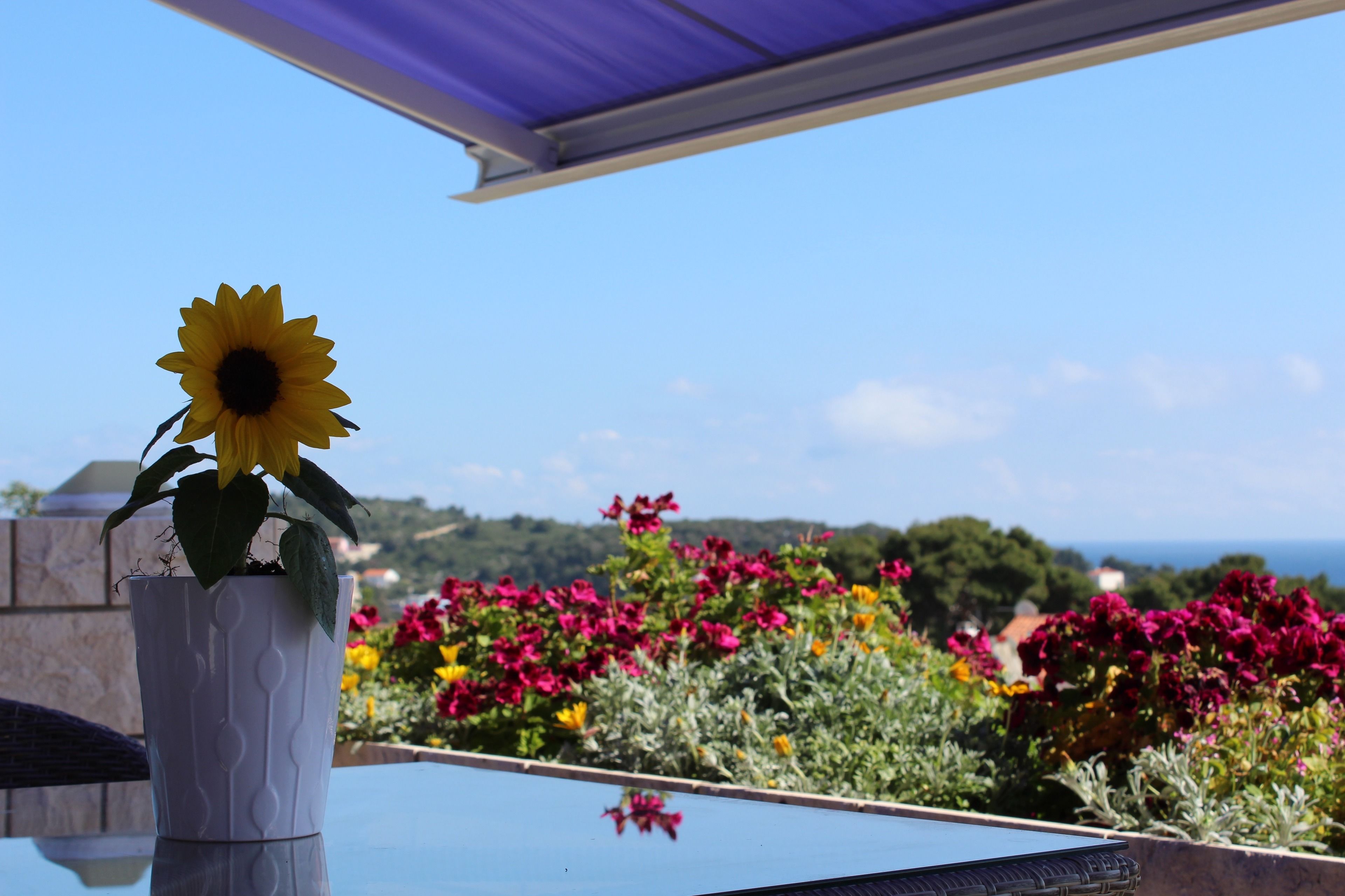 A potted sunflower on a balcony with a view of colorful flowers and a clear sky.