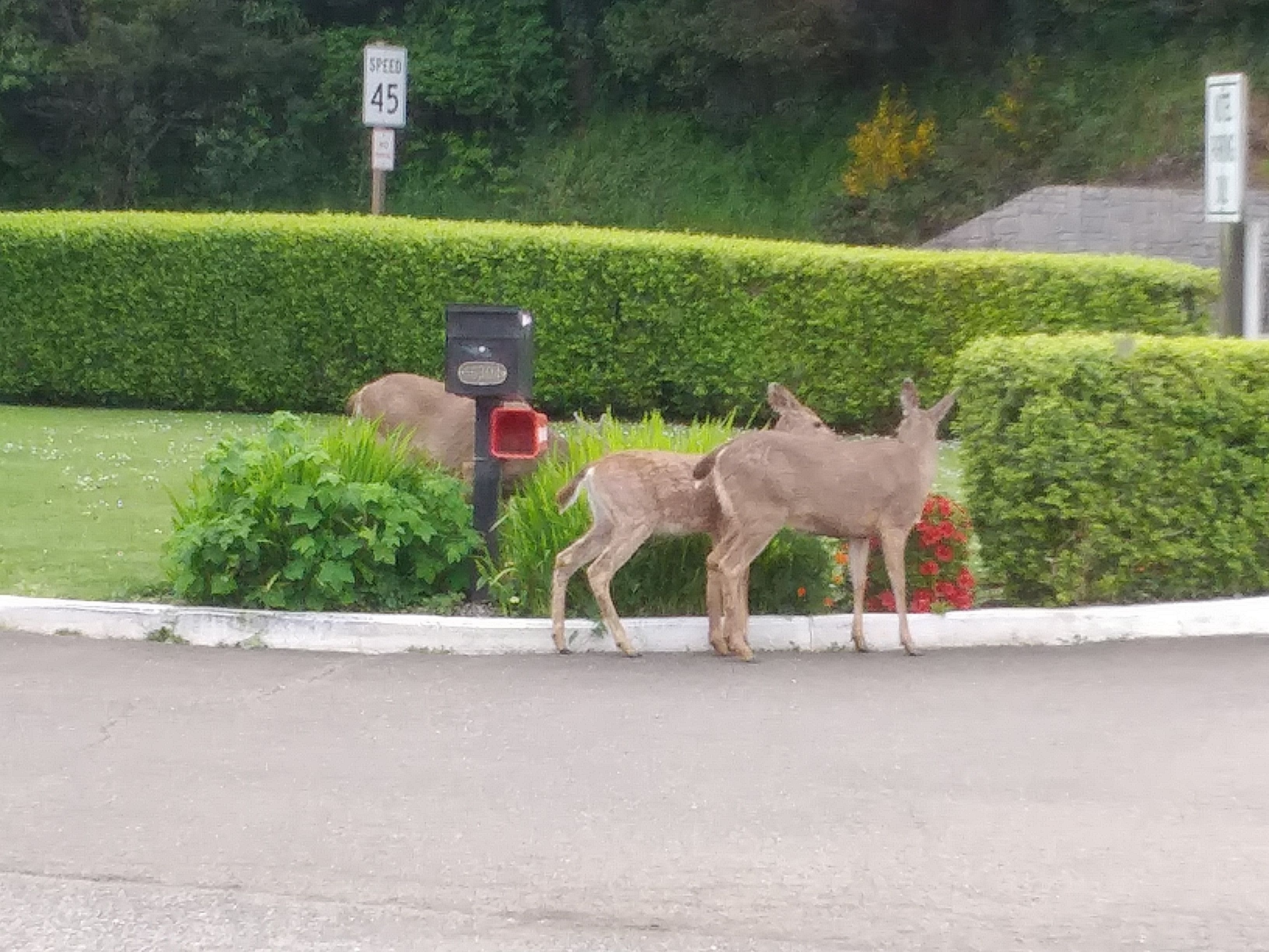 A road with a speed limit sign of 45 mph, a mailbox, and a hedge.