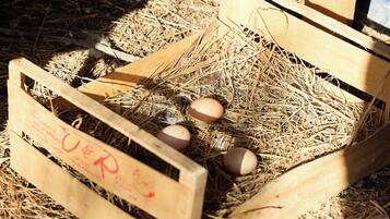 A wooden crate with eggs and straw.