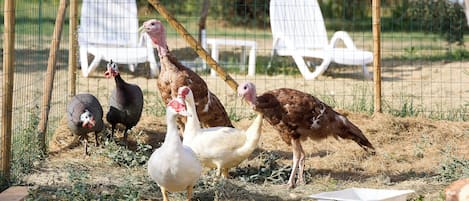 A fenced area with a white plastic chair and a feeding trough.