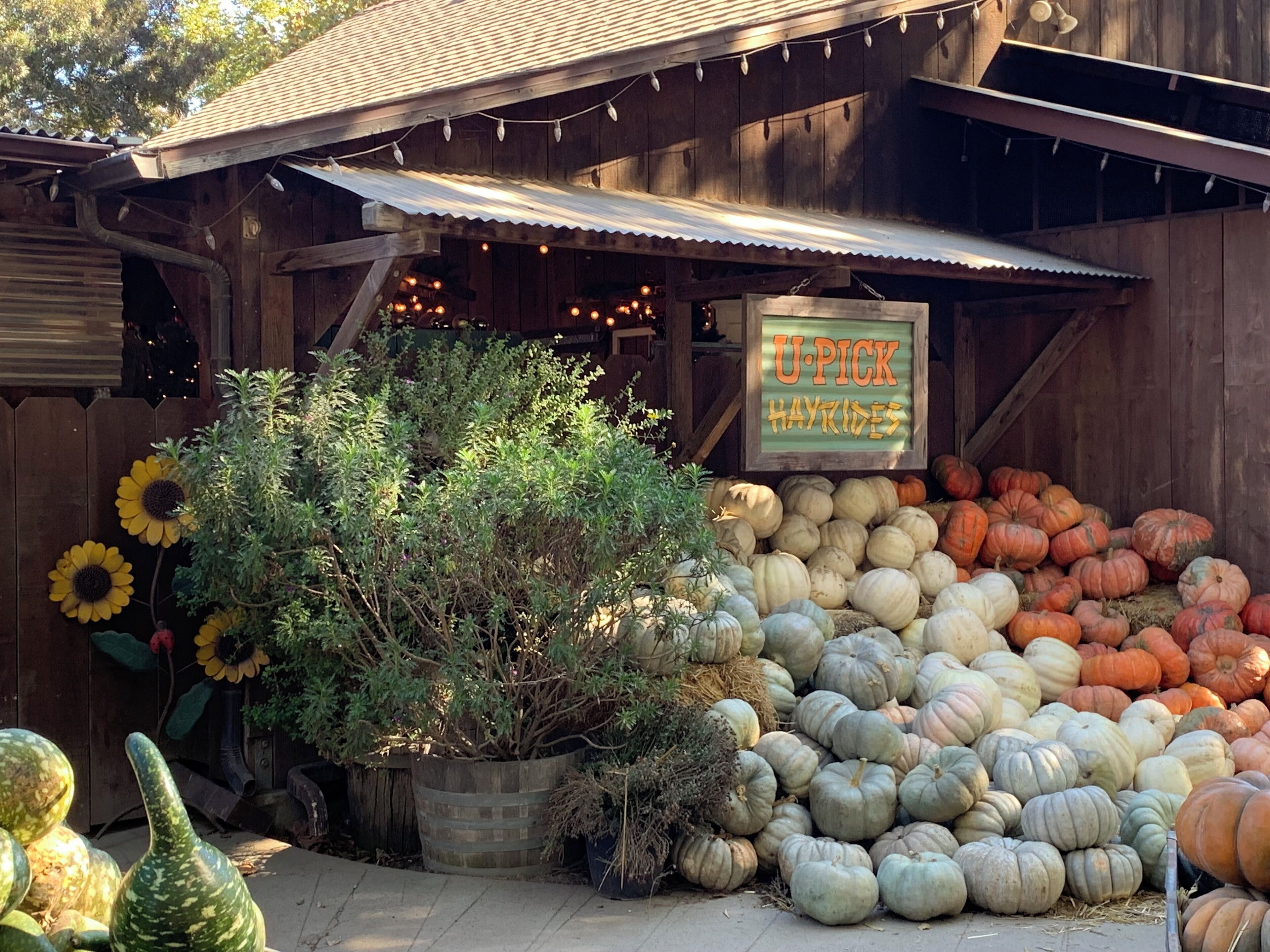 A rustic wooden building with a sign reading "U-Pick Hayrides".