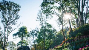 A garden with a wooden structure, surrounded by various colorful flowers and tall trees. - Doi Tung Lodge (Mae Fa Luang)