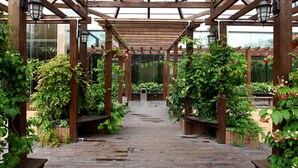 Una estructura de pérgola de madera con techo de cristal, rodeada de plantas en macetas y bancos.