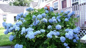 Een hortensia met blauwe bloemen in een woonbostuin.