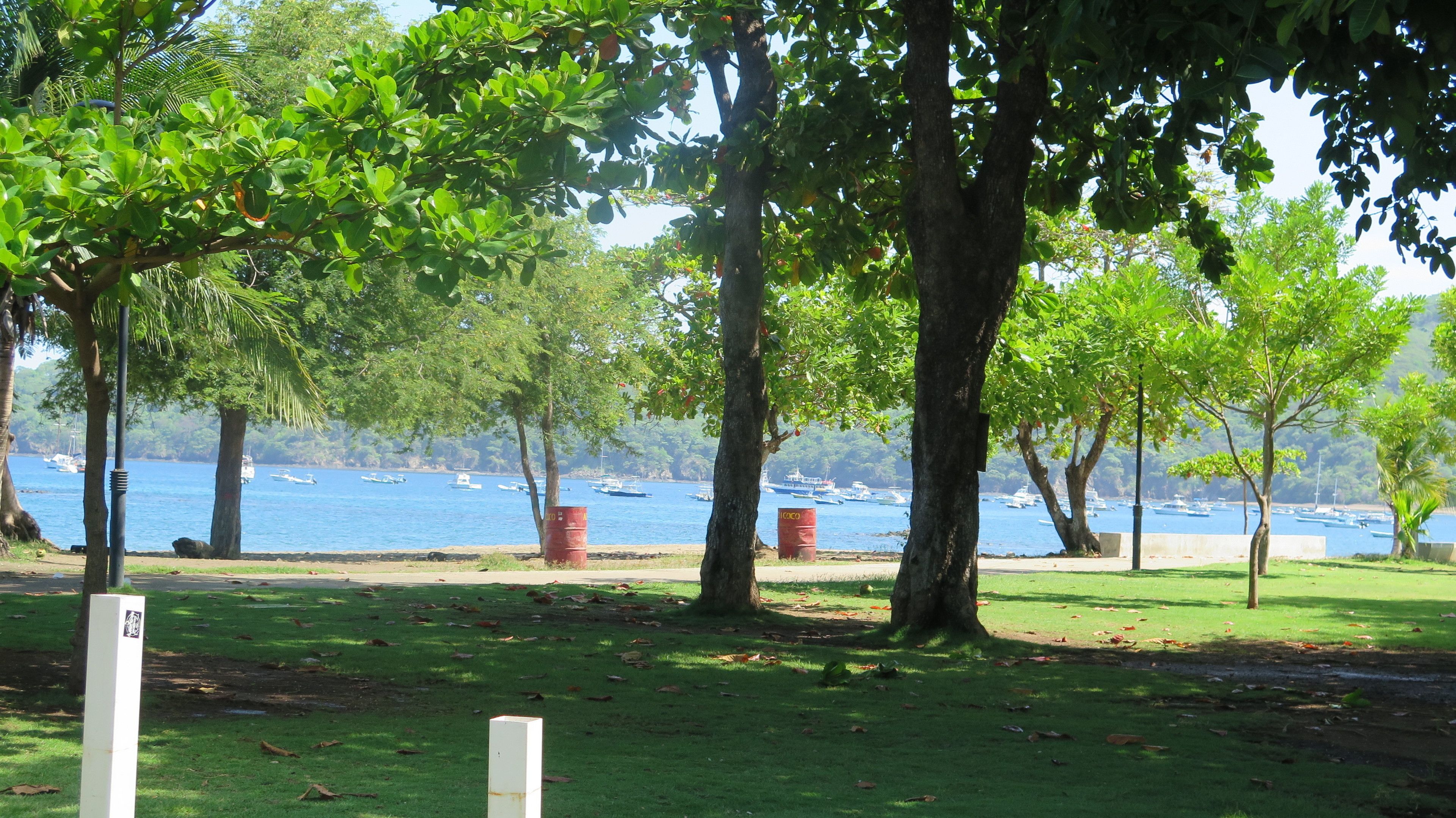 A park with trees and a view of boats on the water.