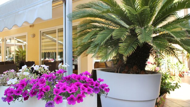 Una palmera en maceta y vibrantes flores moradas en un patio.