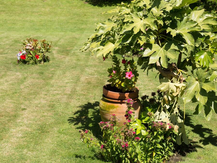 A garden with a large potted plant and smaller plants.