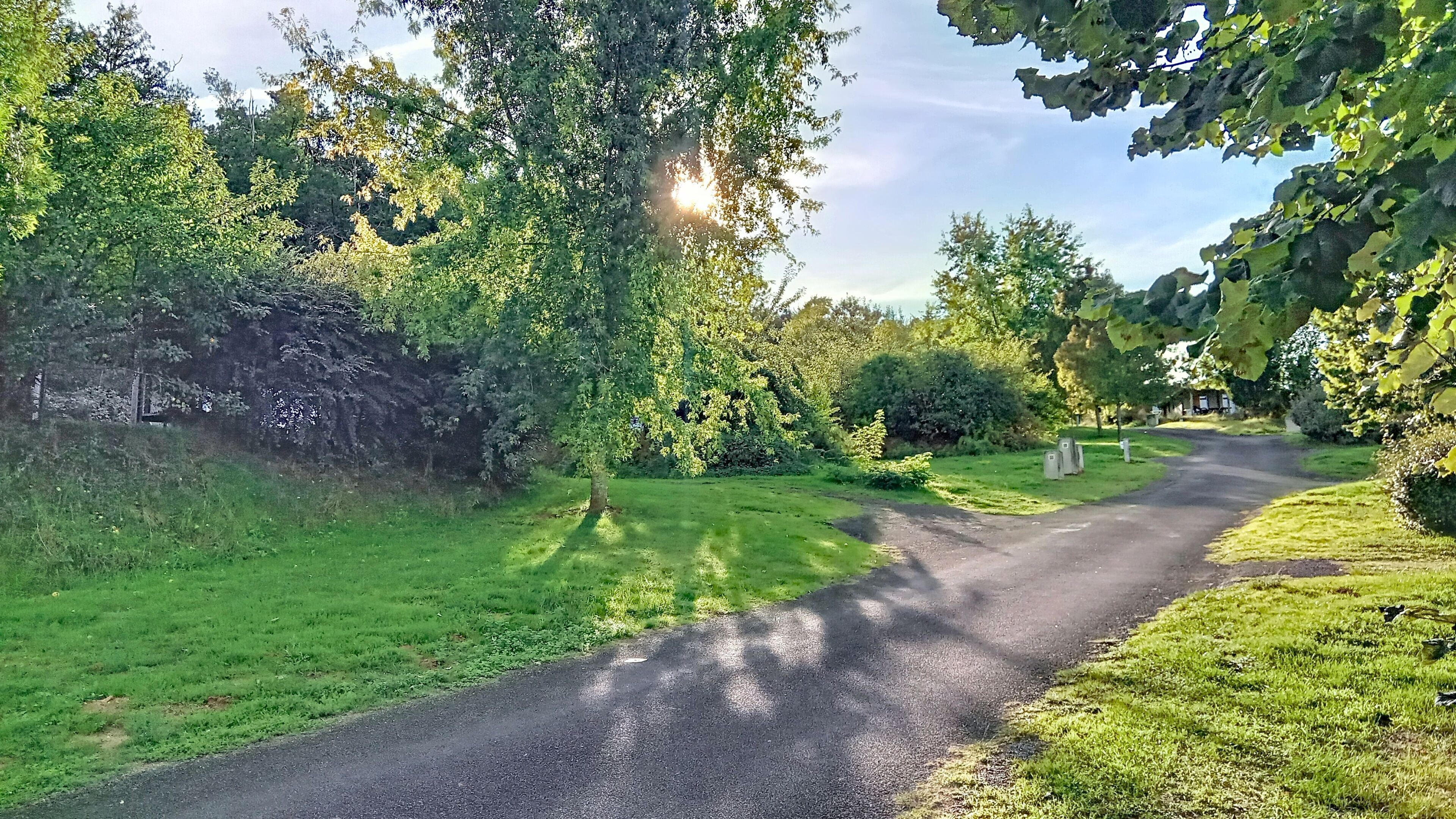 Un camino rural bordeado por exuberante follaje y árboles.