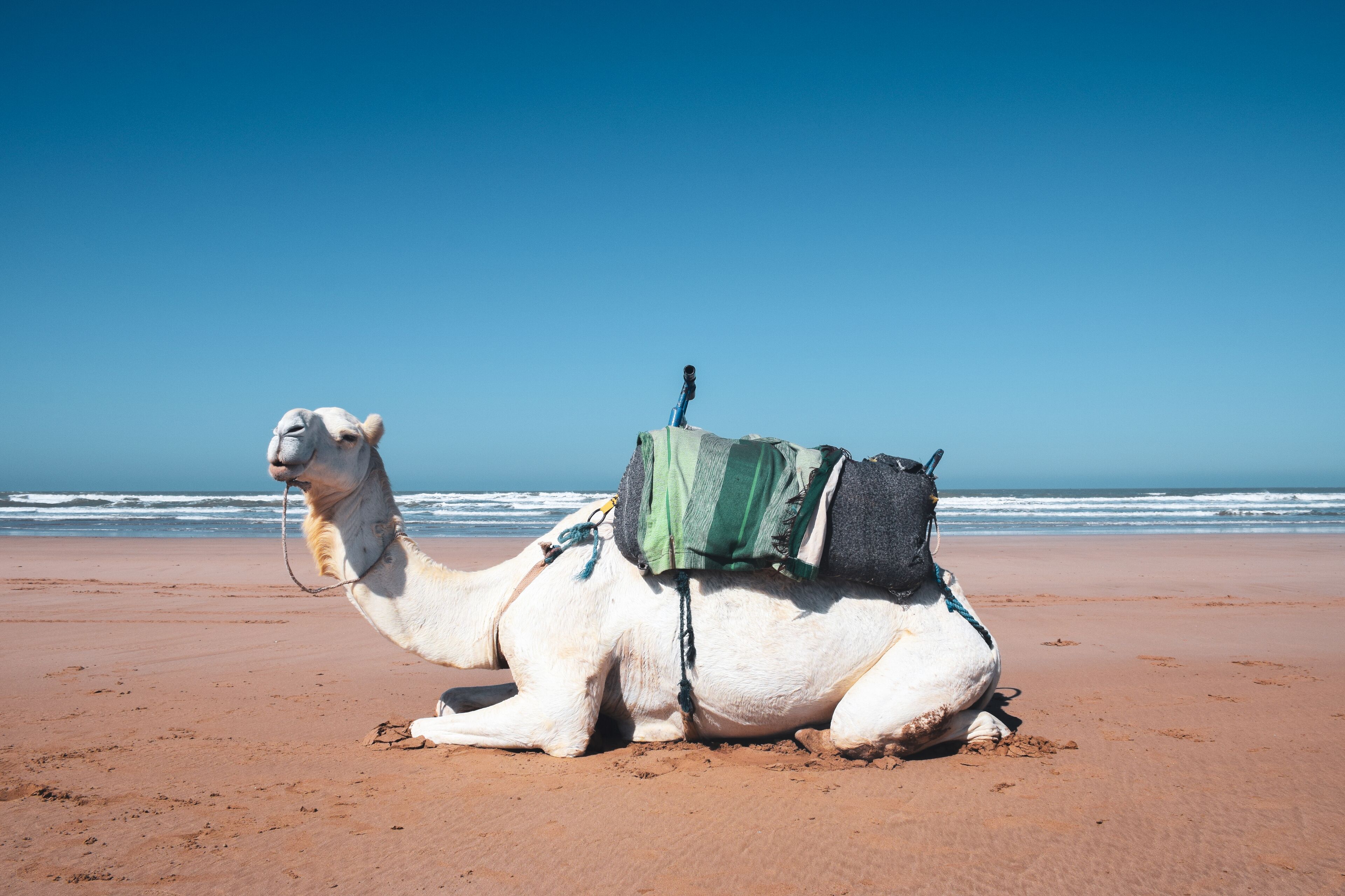 Un camello con arnés sobre una playa arenosa, con el océano al fondo.