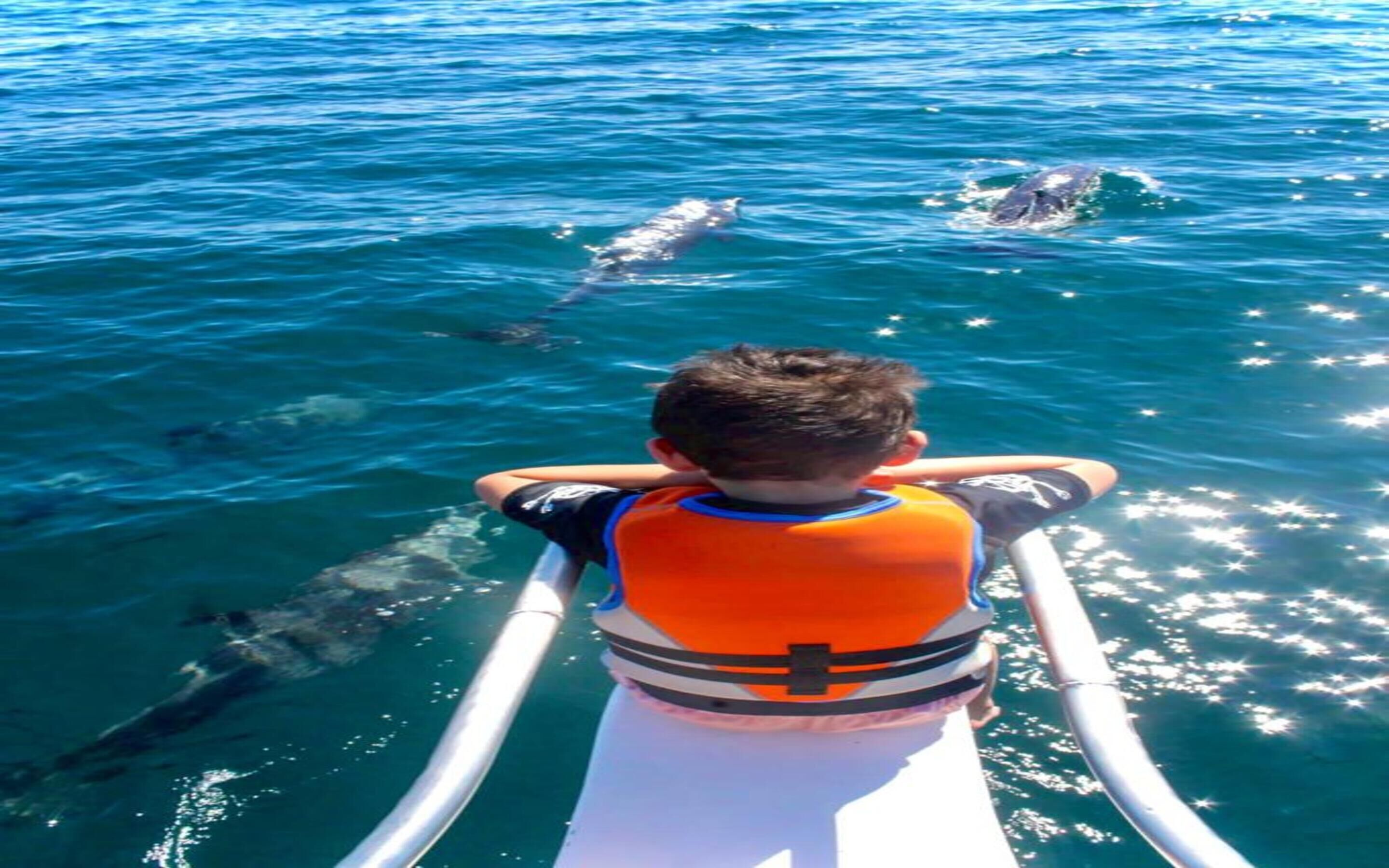A child on a boat observing dolphins in the water.