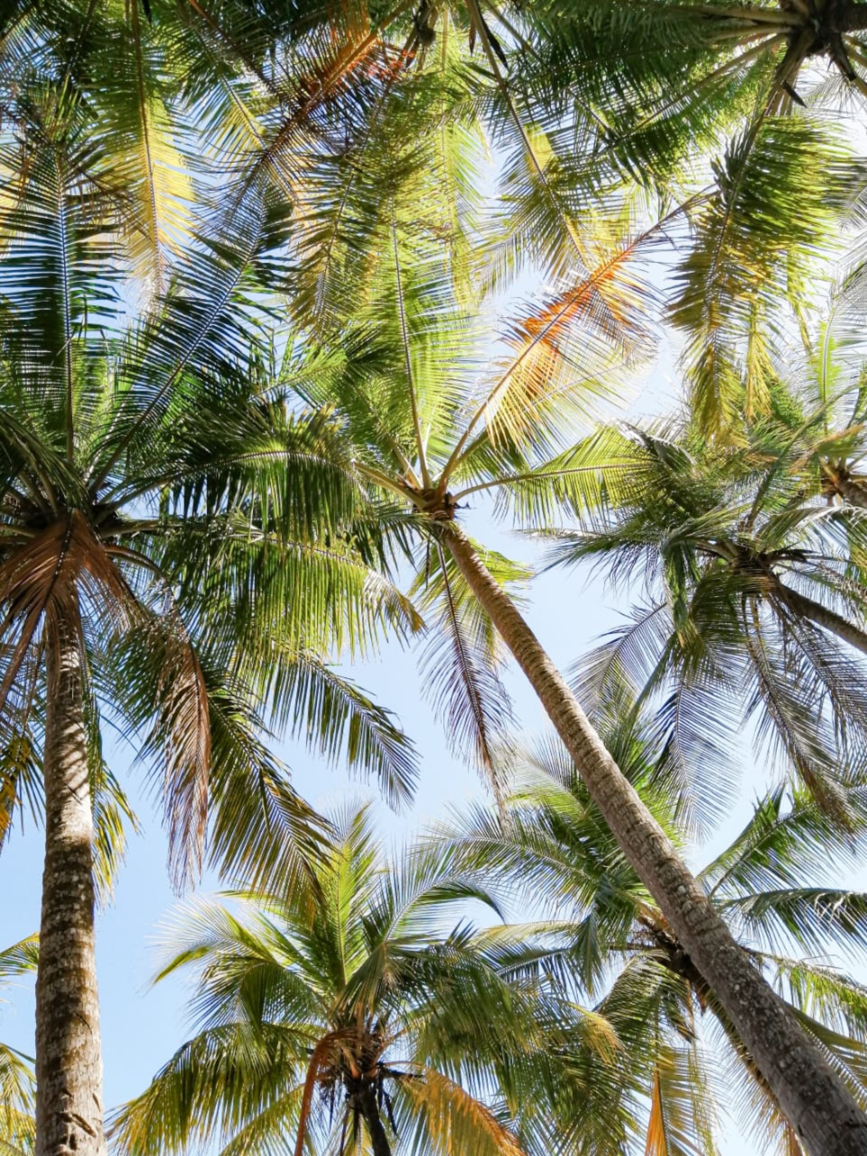beach nearby, black sand, beach shuttle, rowing