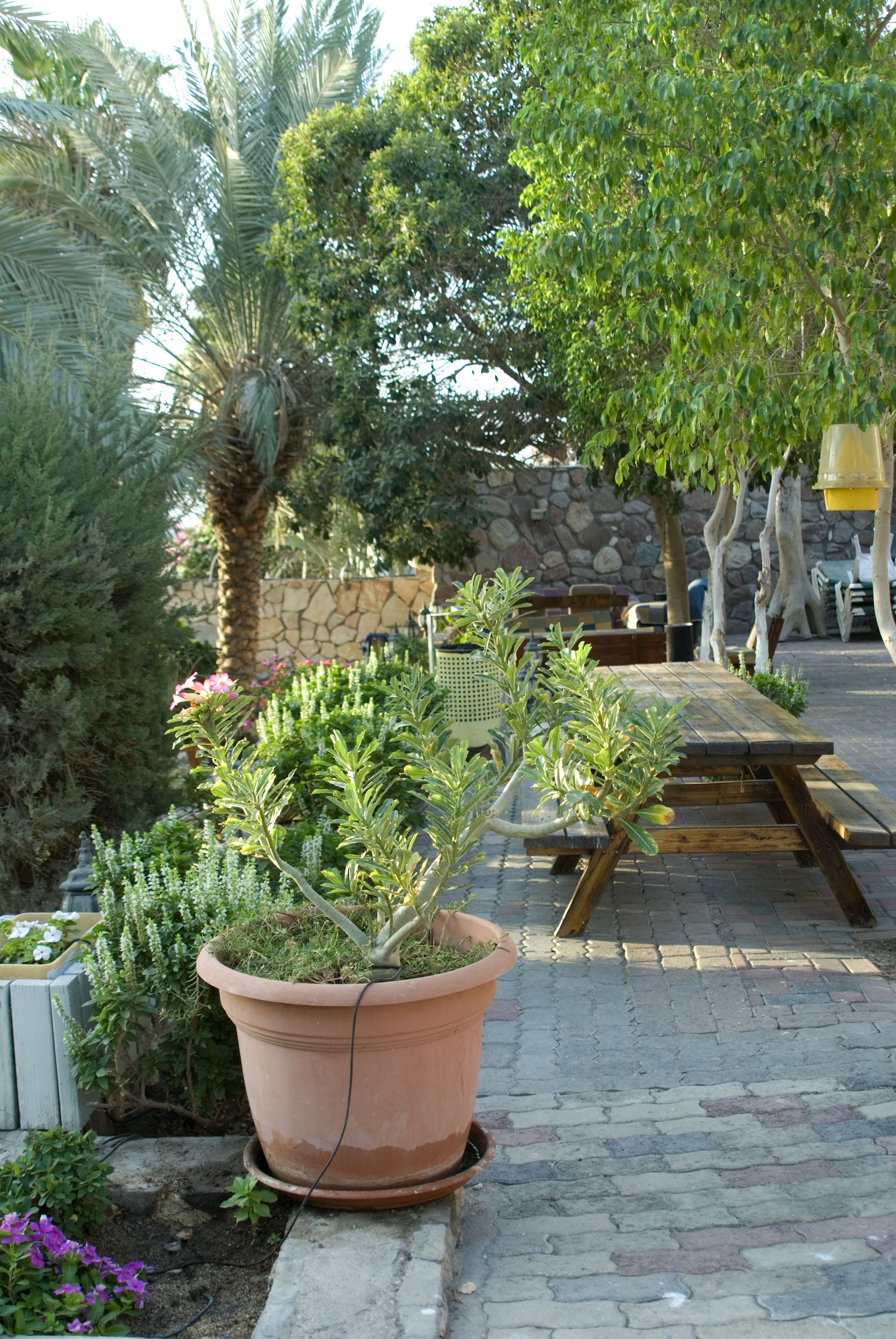 A patio area with a wooden table and benches, surrounded by potted plants and a stone wall.