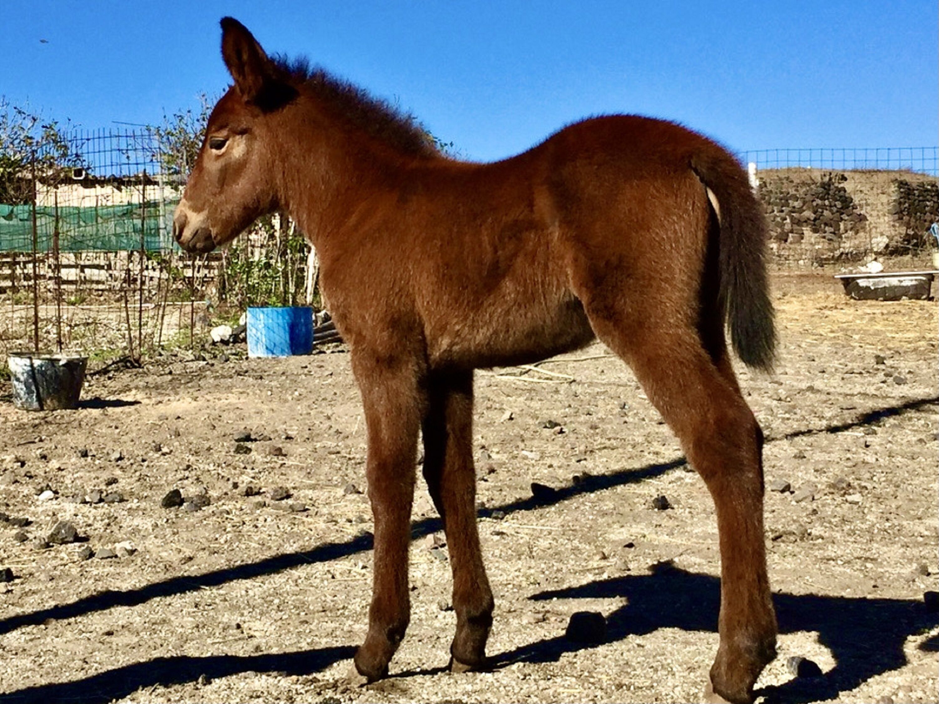 Foto - Aeolos Art & Eco Suites Adults Only