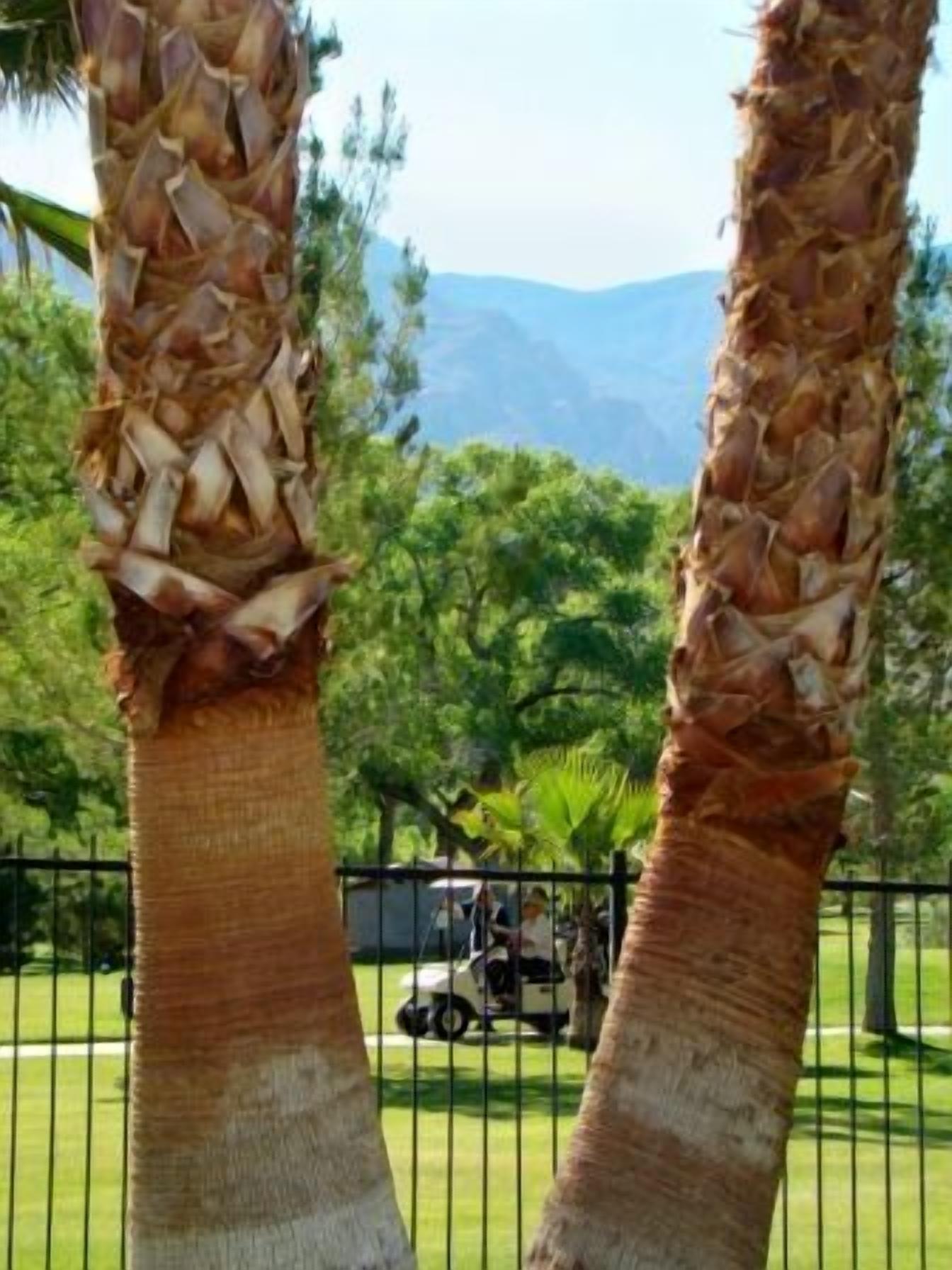Two palm trees in a fenced area with a vehicle and greenery in the background.