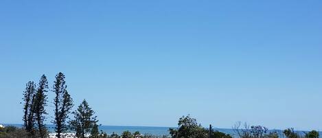 A coastal view with tall trees and a clear blue sky.