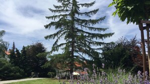 A garden with a tall evergreen tree, a lawn, and purple flowers. - Alt Pension (Prague)
