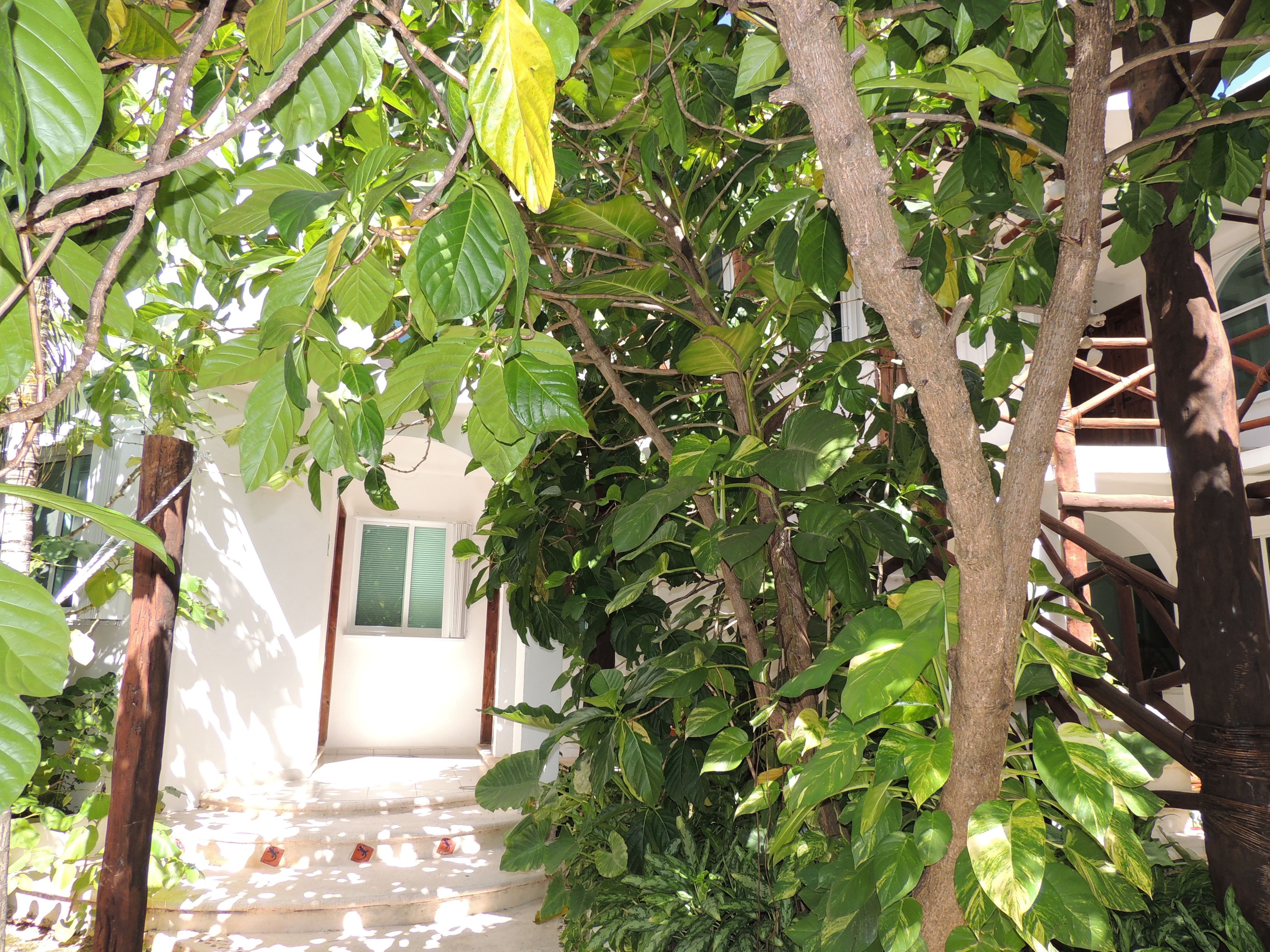 Un chemin mène à un bâtiment à l’extérieur blanc et aux volets verts, entouré d’une végétation luxuriante et d’arbres.