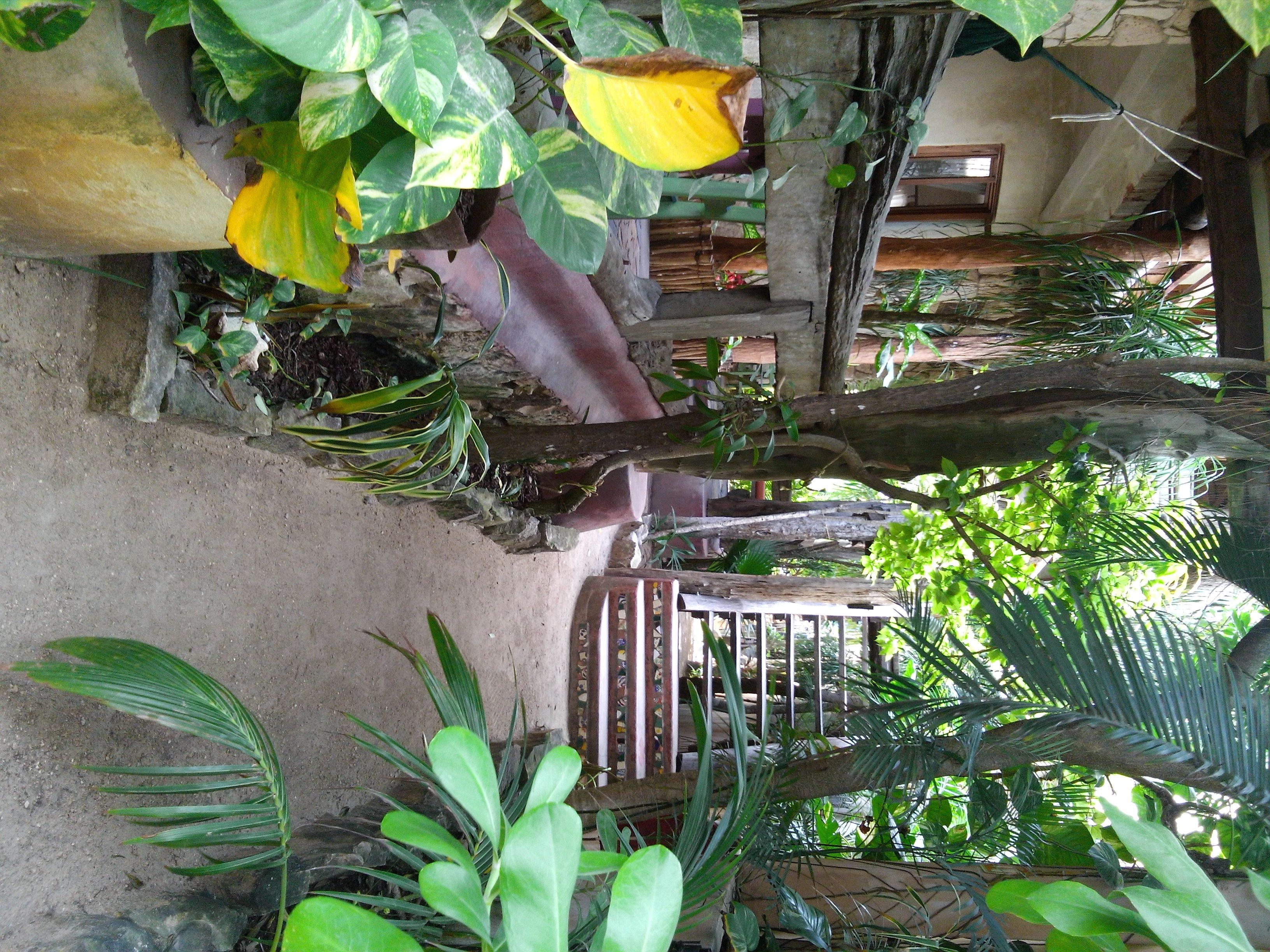 A rustic interior with a wooden bench, various plants, and a stone wall.