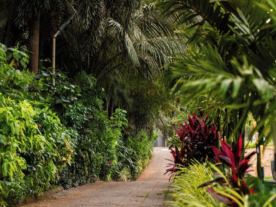 A paved pathway flanked by lush greenery and palm trees, leading towards a distant structure.
