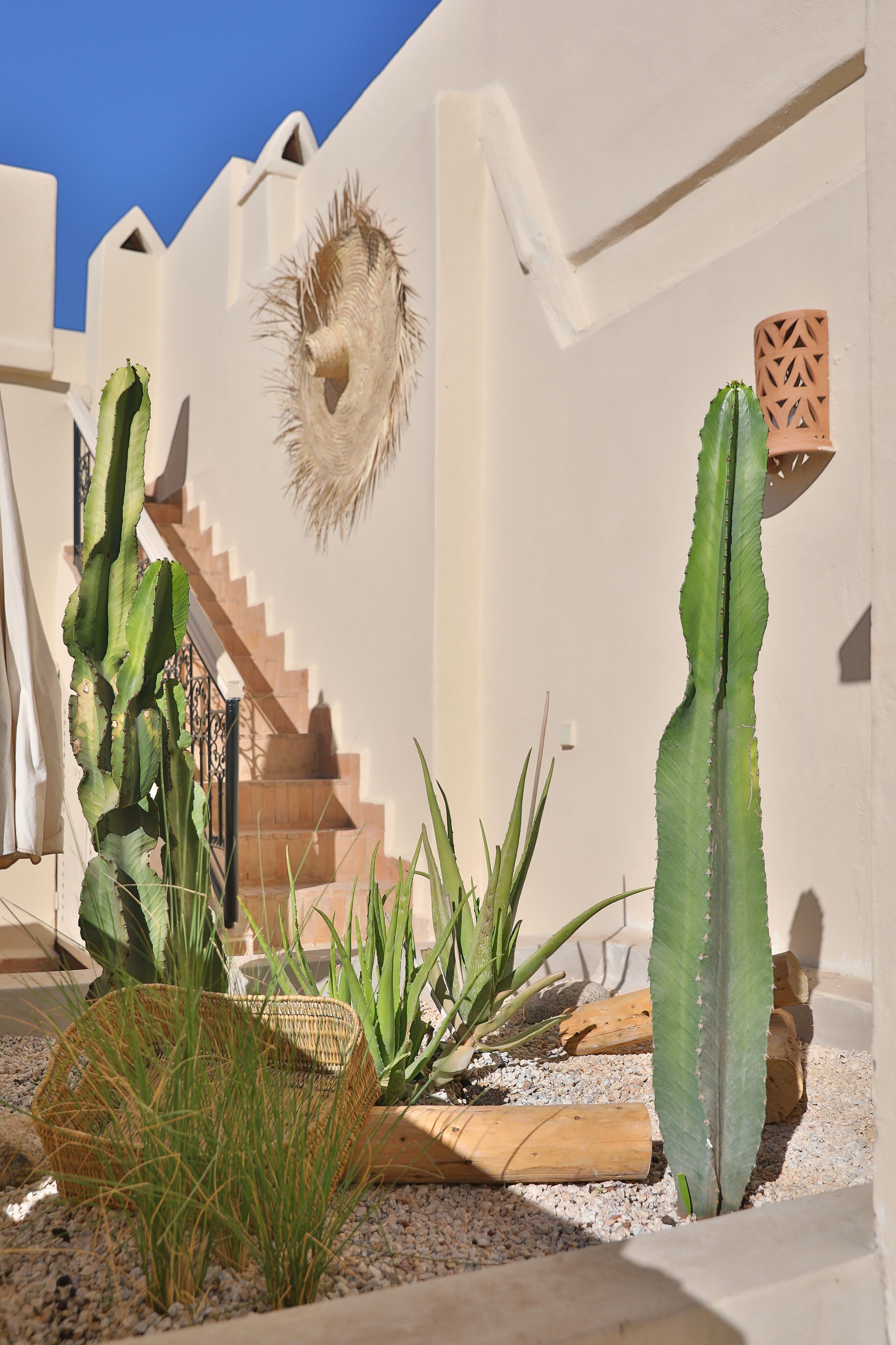 A courtyard with cacti, a wicker basket, and a wooden bench.