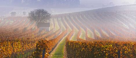 A vineyard with rows of grapevines and a single tree in the center.