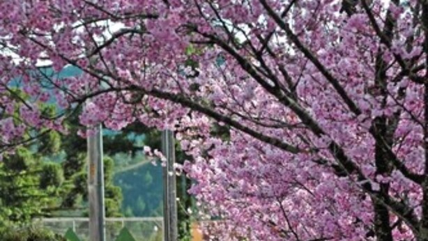A pathway lined with cherry blossom trees, concrete barriers, and a green hedge in the background. - Hotel Matsubara (Campos do Jordão)