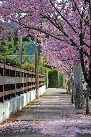 A pathway lined with cherry blossom trees, concrete barriers, and a green hedge in the background. - Hotel Matsubara (Campos do Jordão)