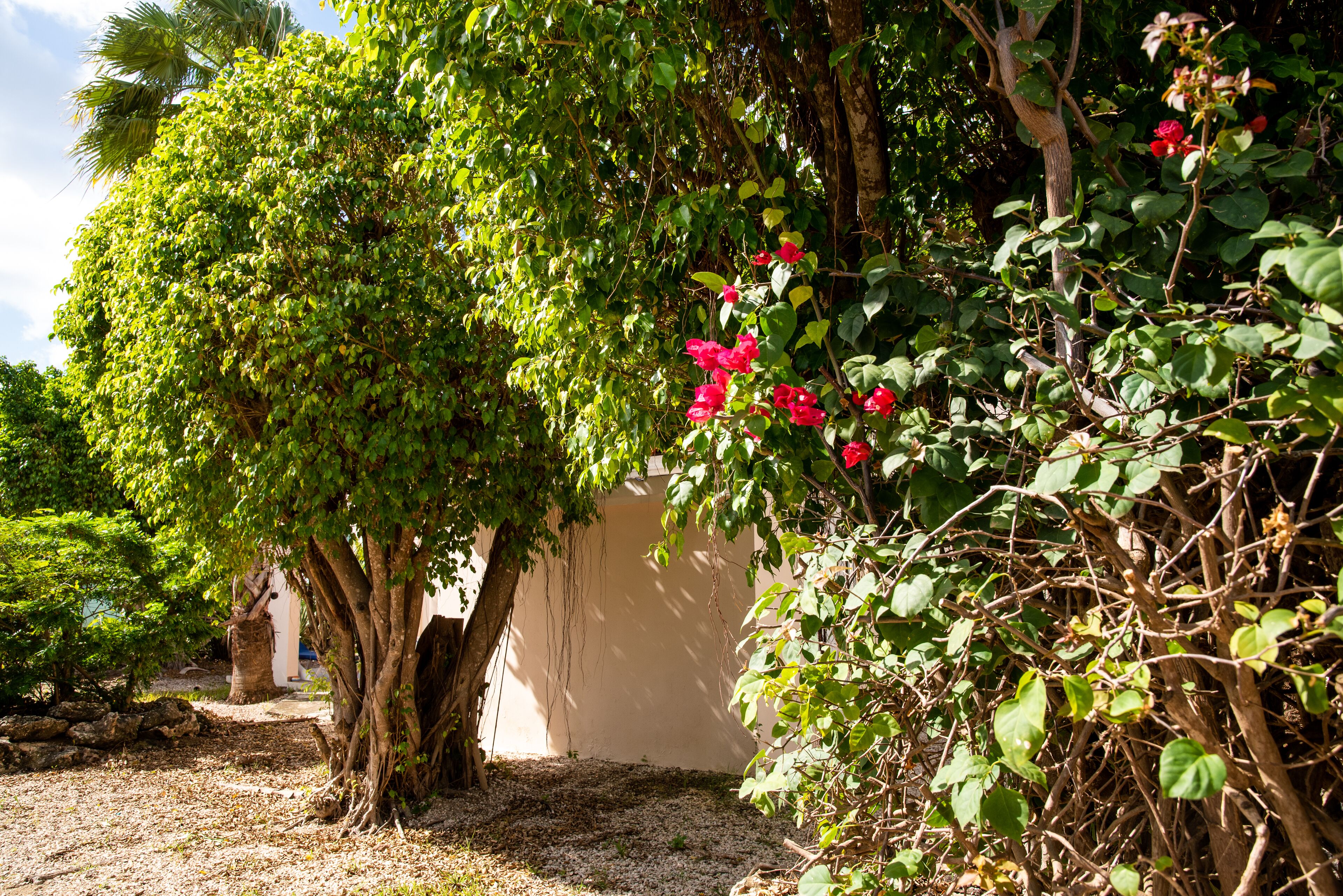 Un jardín con un árbol grande, una pared y flores rojas.