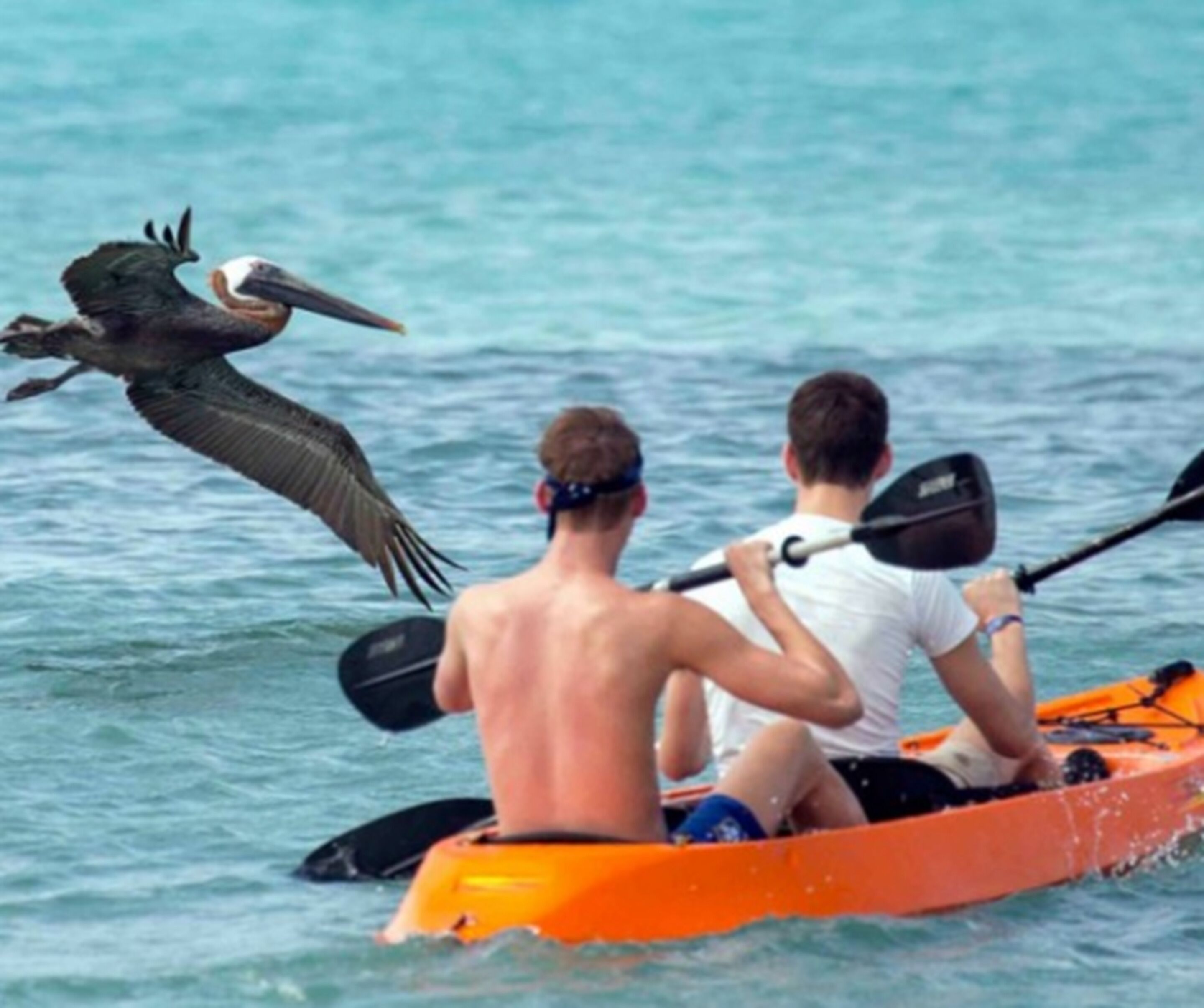 Deux personnes pratiquent le kayak sur une étendue d’eau, et un oiseau vole à proximité.