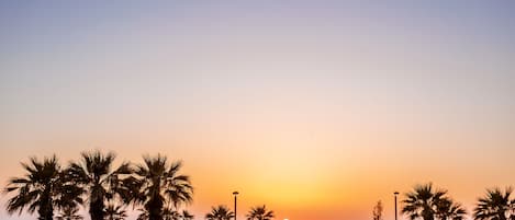 A sunset view with palm trees and a fence along a coastal path.