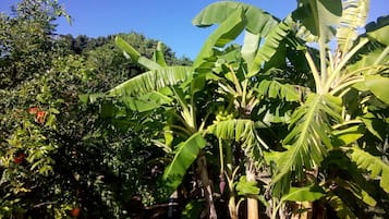 Jardín