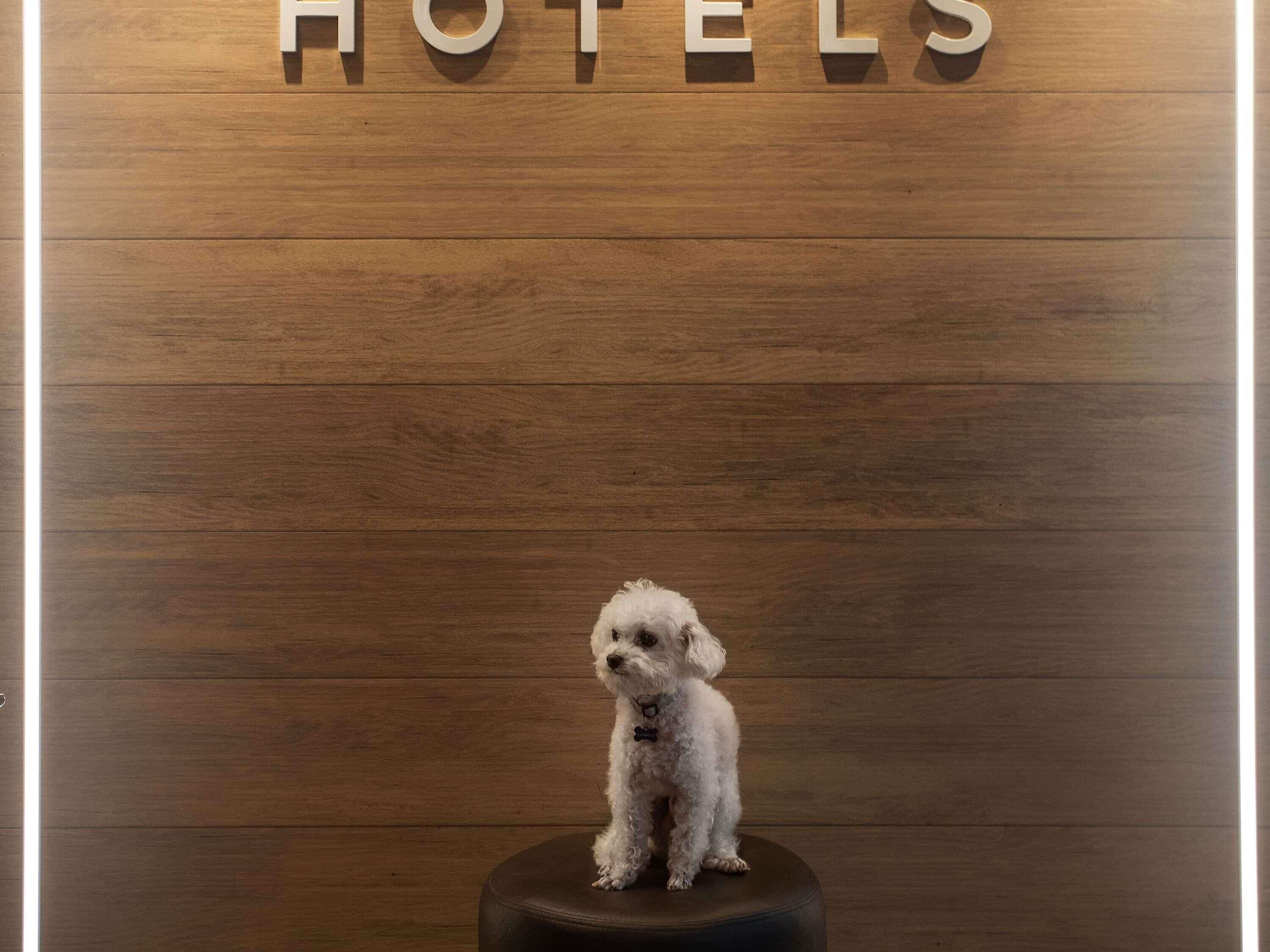 Um cão branco pequeno sentado num banquinho em frente a uma parede de madeira com a palavra 'HOTELS' escrita em letras.