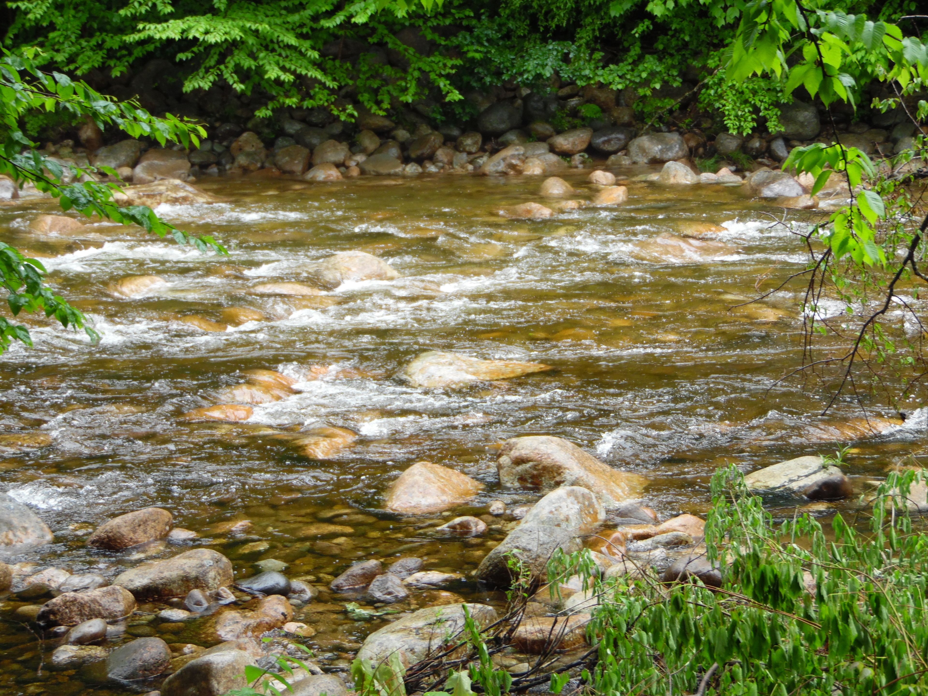 Um rio com águas cristalinas correndo sobre pedras, rodeado por folhagem verde exuberante.