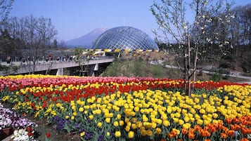 A garden with a variety of tulips and a large dome structure in the background.