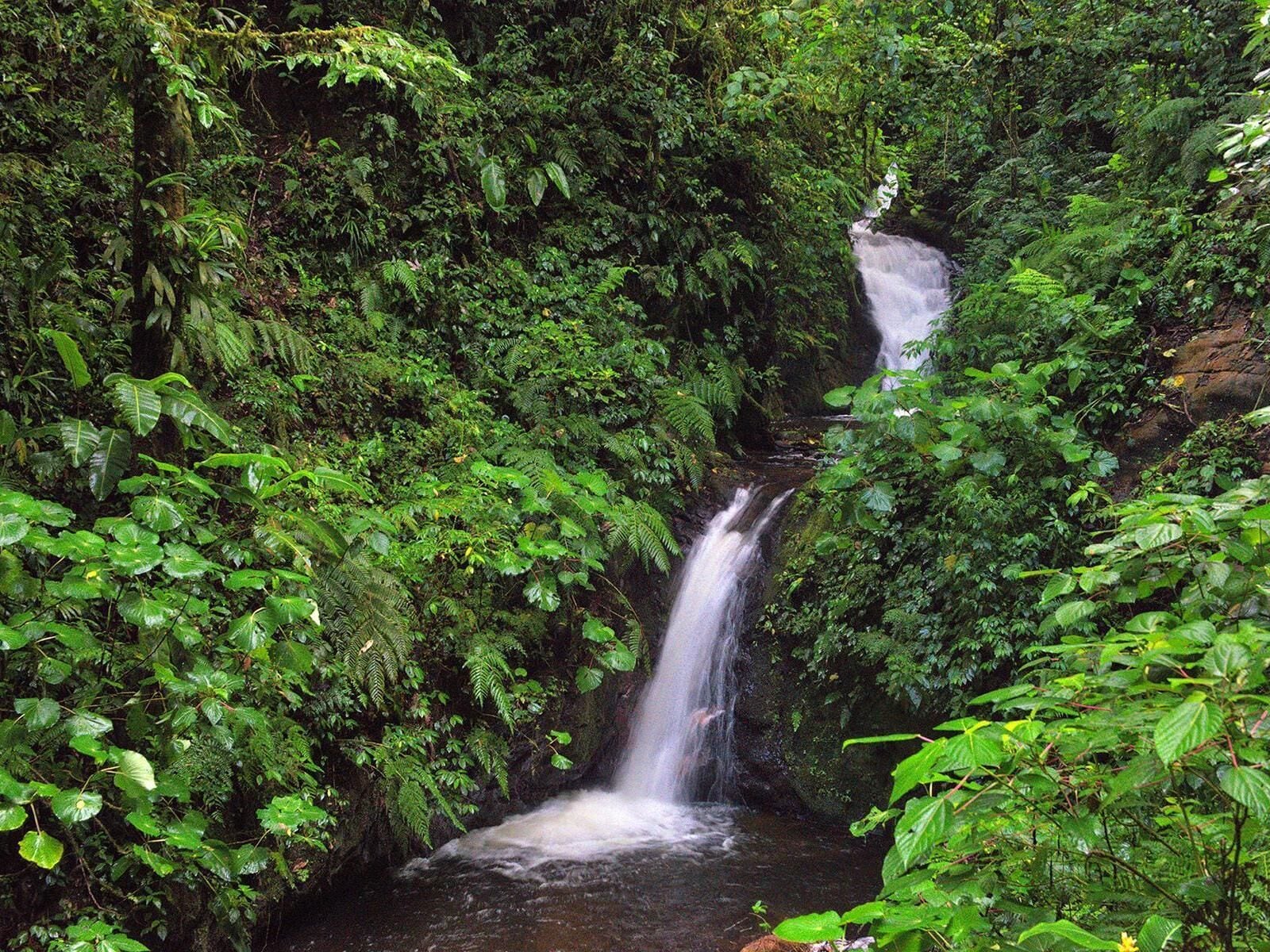 A waterfall surrounded by dense green foliage.