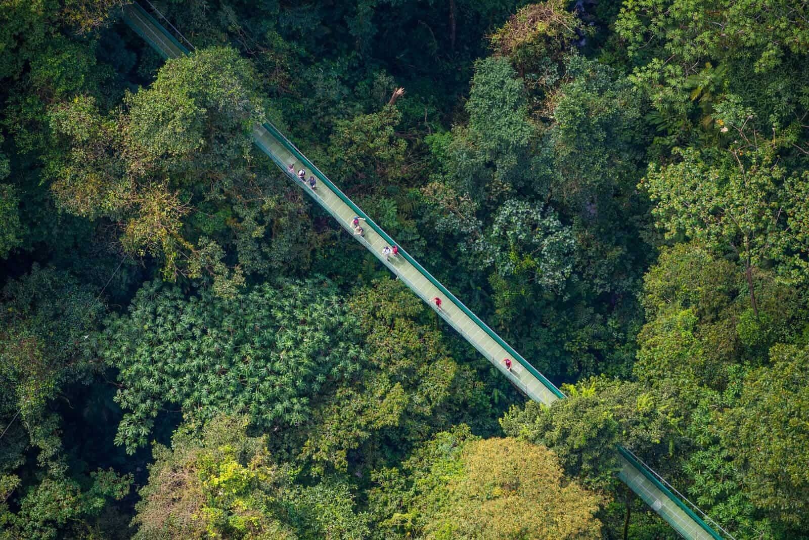 Vista aérea de un puente en un bosque tupido.