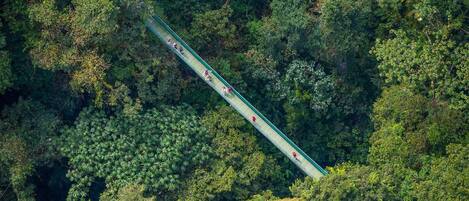 An aerial view of a bridge in a dense forest.