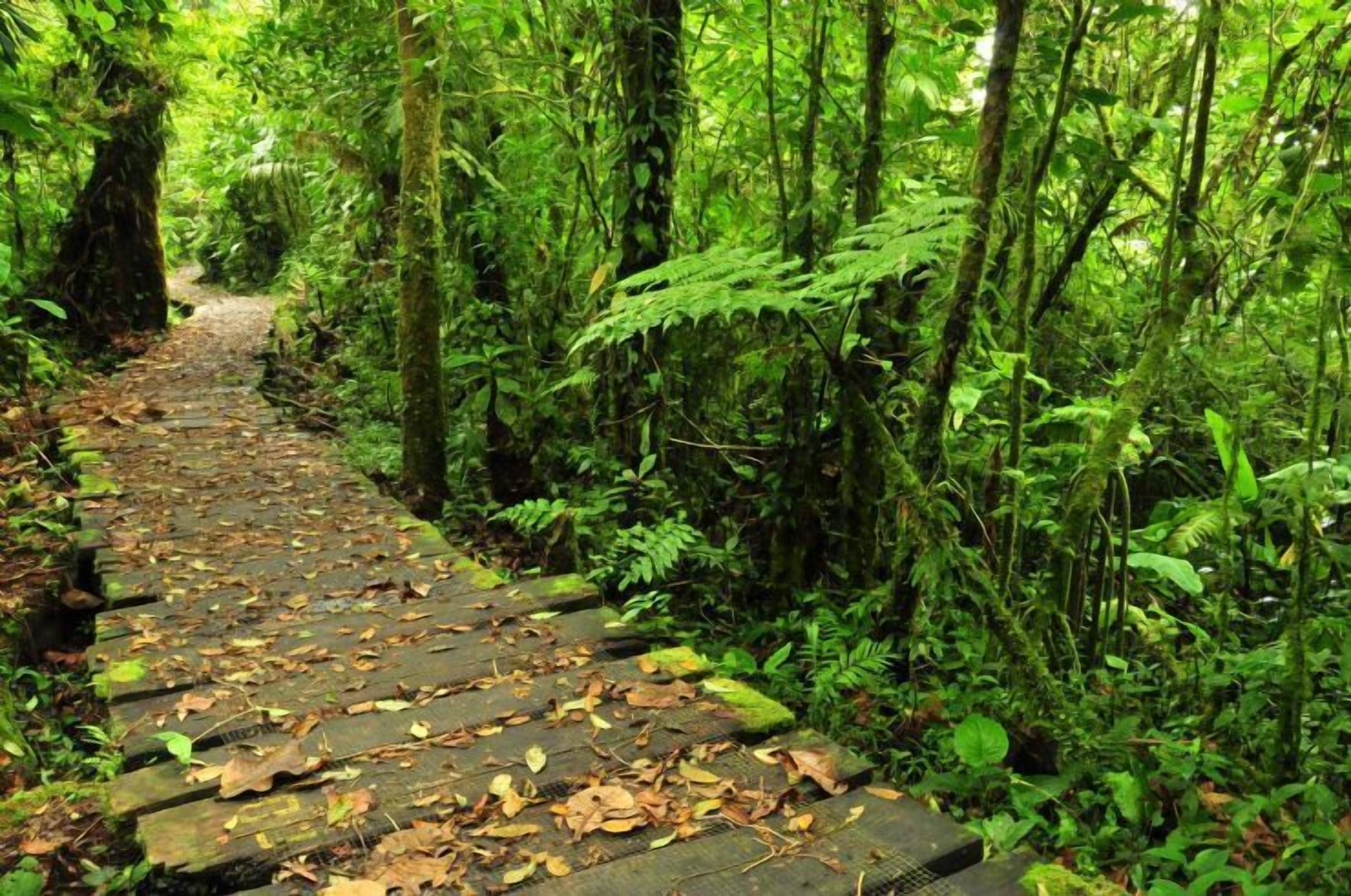 A narrow, leaf-covered wooden path in a dense forest.