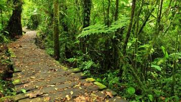 A narrow, leaf-covered wooden path in a dense forest.