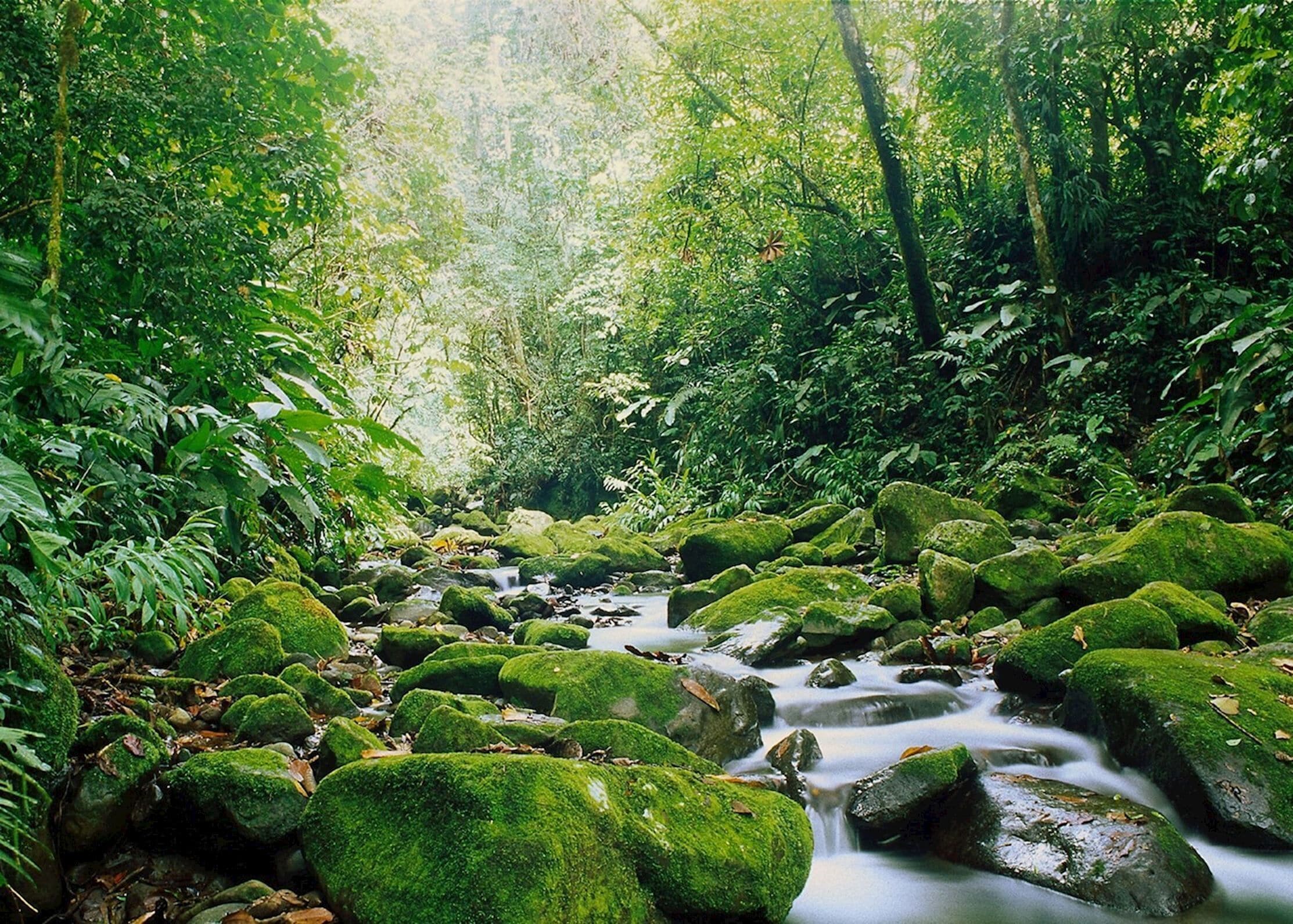 Un arroyo en el bosque con rocas cubiertas de musgo y abundante vegetación.